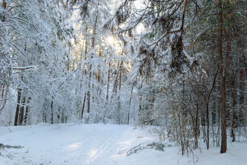 Free A peaceful winter forest scene with snow-laden trees and sunlight filtering through. Stock Photo