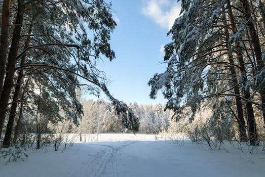 Free stock photo of 4k nature, beauty, forest