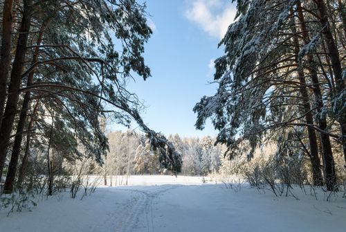 Free Peaceful snowy forest scene with sunlight filtering through trees, capturing the essence of winter tranquility. Stock Photo