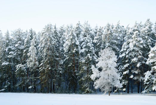 Free stock photo of 4k nature, beauty, forest