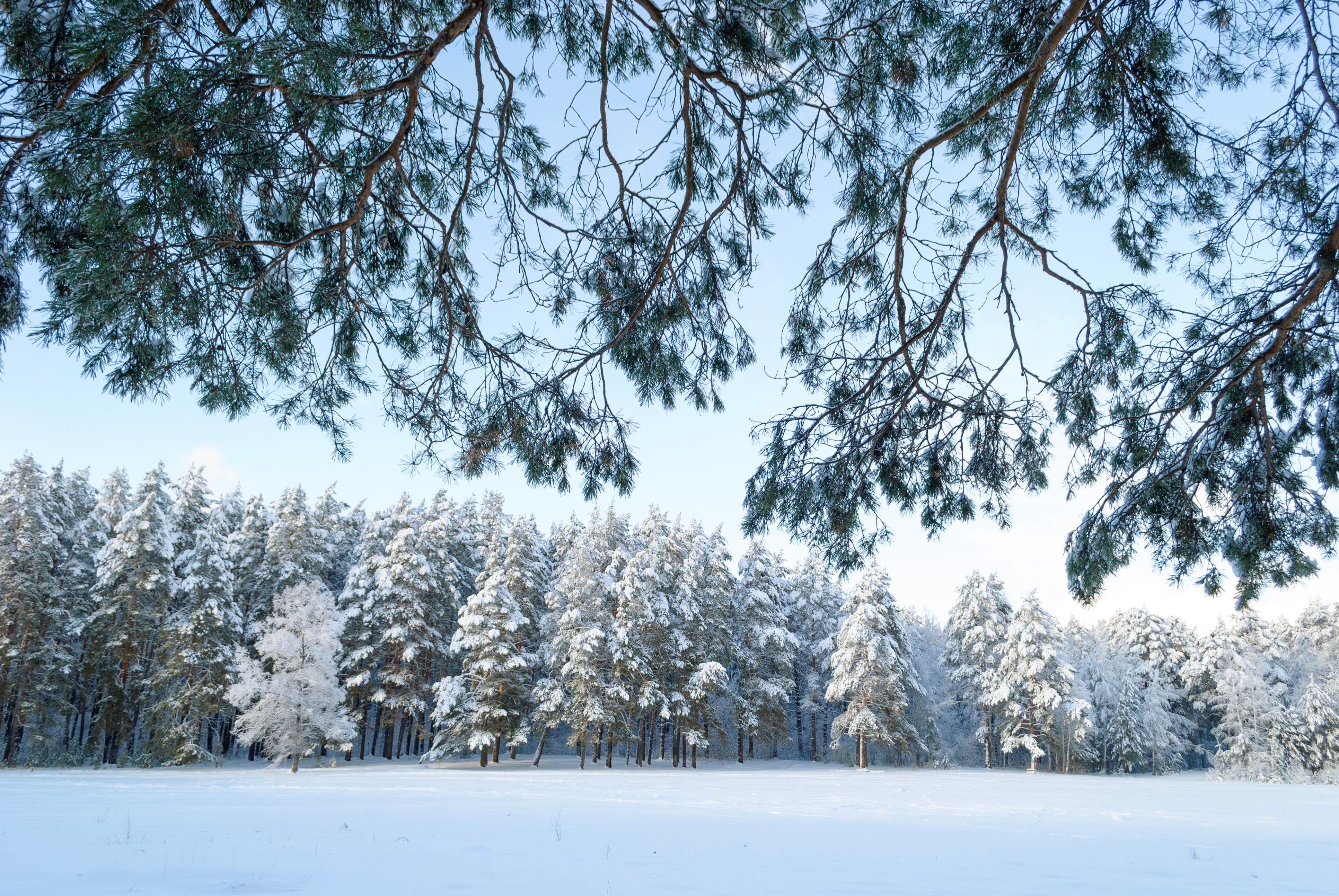 Serene Winter Landscape with Snow-Covered Trees · Free Stock Photo