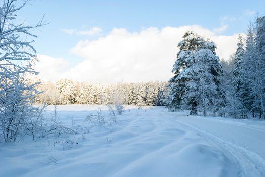 A serene snowy winter forest scene under a bright blue sky, capturing nature's peaceful beauty.