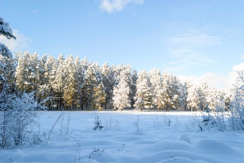 Free Tranquil snow-covered forest under a clear blue sky, capturing the essence of winter's beauty. Stock Photo