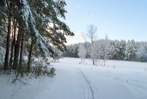 Free A tranquil winter forest scene with snow-covered trees under a clear blue sky. Stock Photo