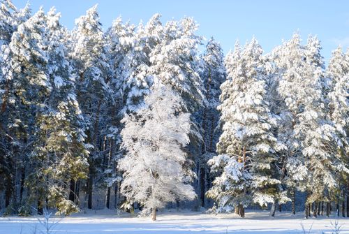 Free A tranquil winter forest scene with snow-laden evergreen trees under a clear blue sky. Stock Photo