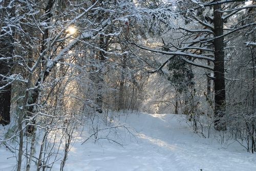 Free A serene winter scene of a sunlit forest path covered in fresh snow, evoking peace and tranquility. Stock Photo