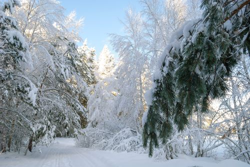 Free A tranquil winter forest scene with sunlit snow-covered trees creating a peaceful atmosphere. Stock Photo