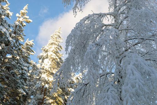 Free Experience the serene beauty of a forest with snow-laden trees under a bright winter sky. Stock Photo