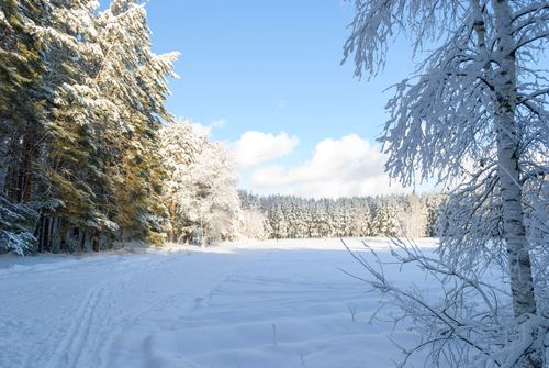 Free A peaceful winter scene featuring a snow-covered forest under a clear blue sky. Perfect for conveying tranquility. Stock Photo