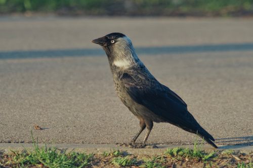 Free A Eurasian Jackdaw walks along a city pavement in Białystok, Poland. Stock Photo