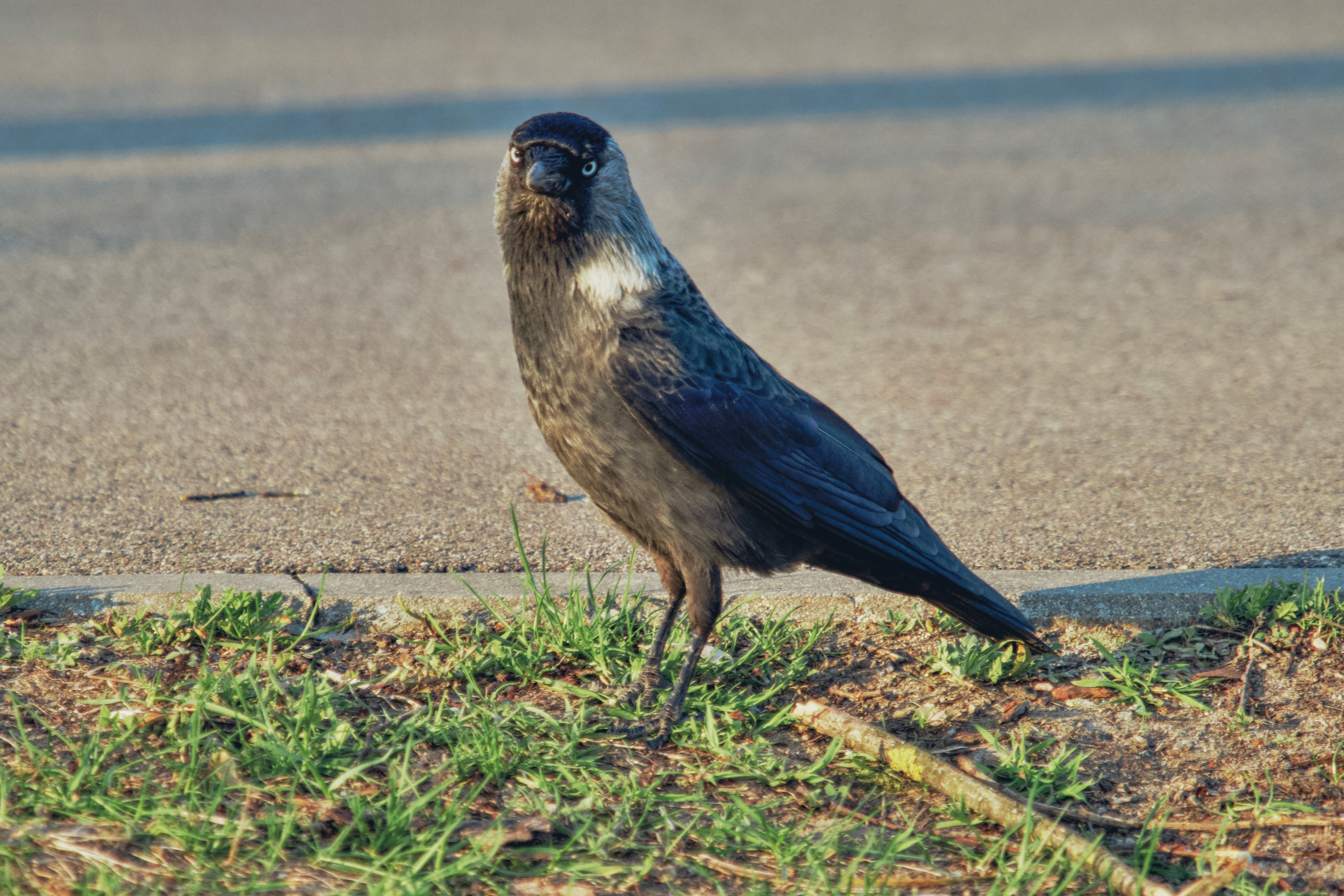 Eurasian Jackdaw bird standing on a grassy edge by the pavement in Białystok, Poland.