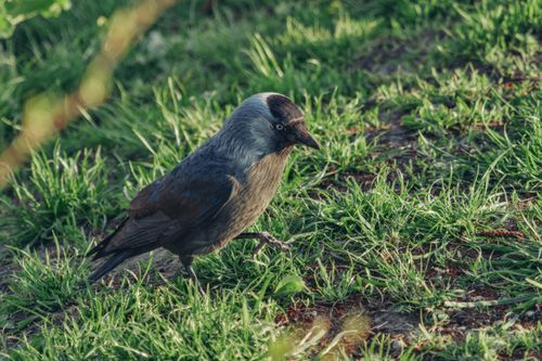 Free Close-up of a Western jackdaw strolling through vibrant grass in a sunny meadow. Stock Photo