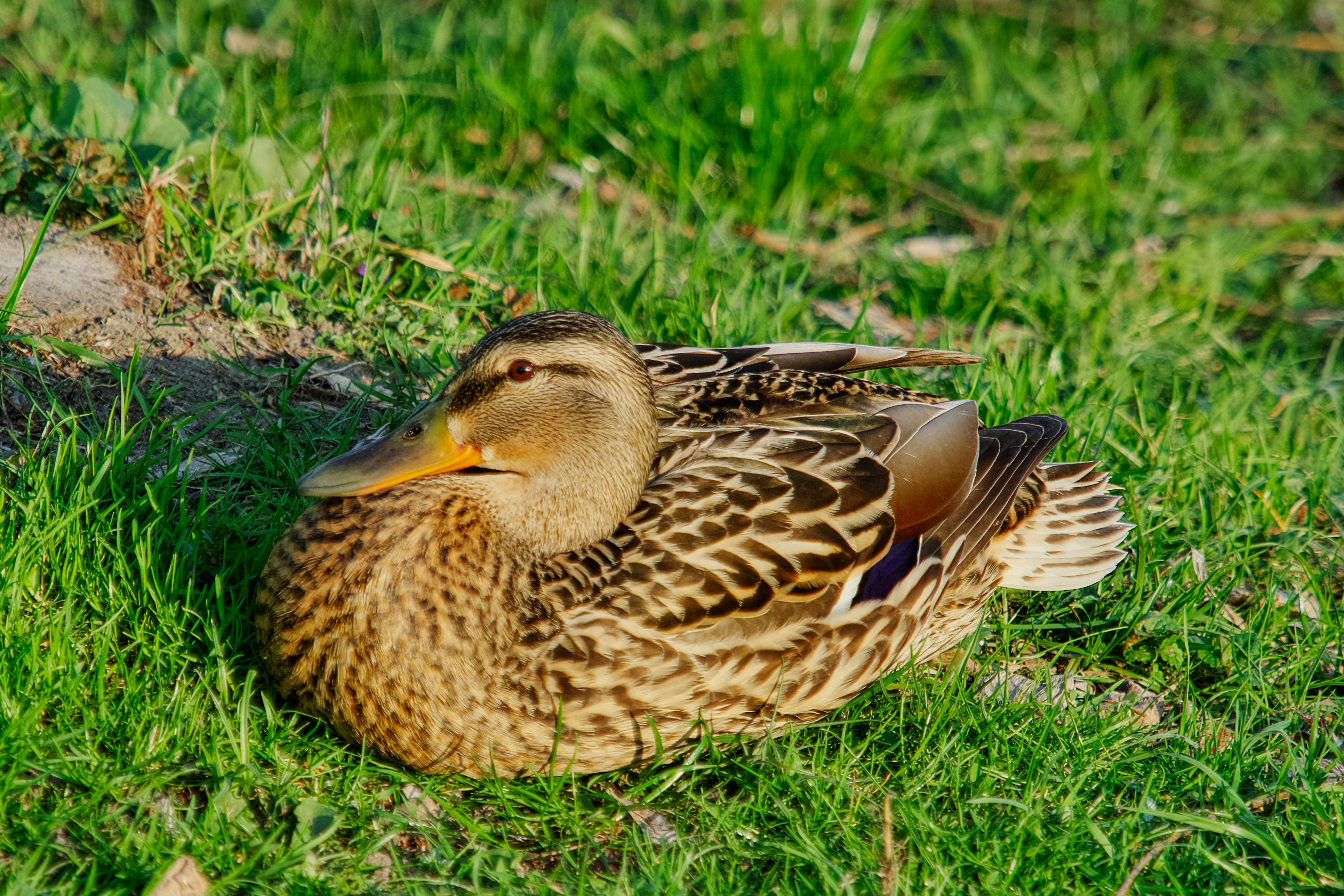Free stock photo of bird, duck, grass