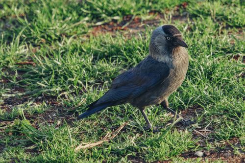 Free A hooded crow stands on vibrant green grass in Białystok, capturing a serene outdoor moment. Stock Photo