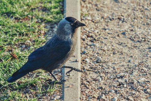 Free Eurasian jackdaw on a path in Białystok, Poland, on a sunny day. Stock Photo