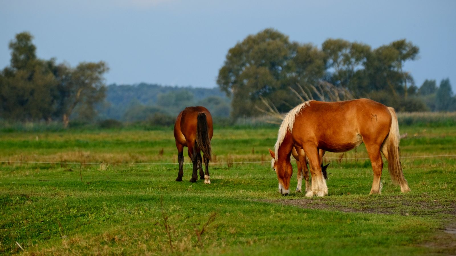 Three horses grazing together in a field