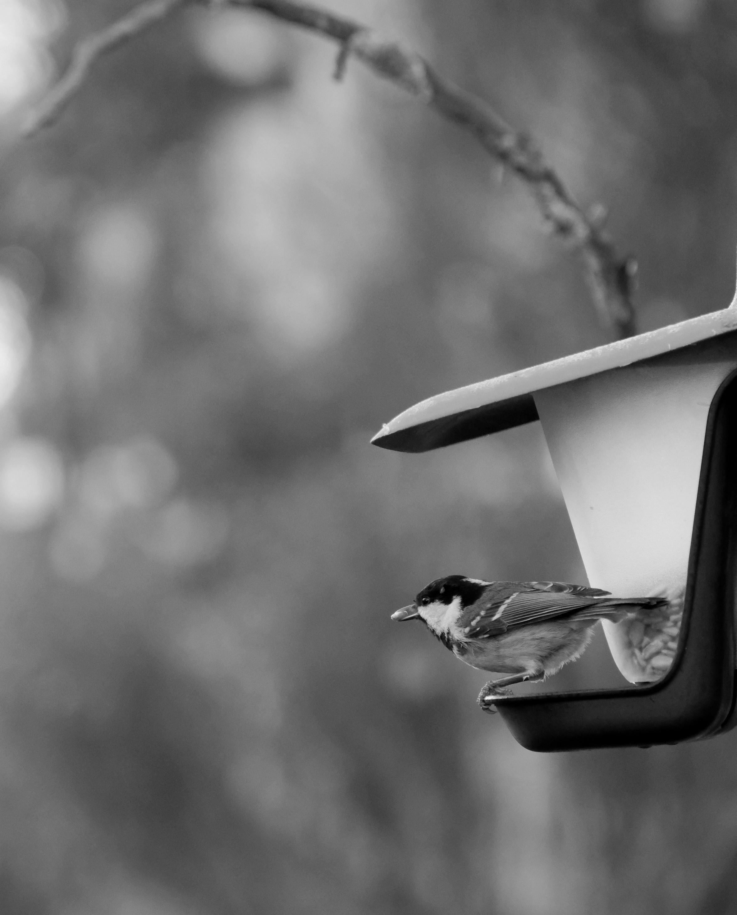 De franc Imatge monocroma d'un petit ocell de cap negre posat en una menjadora metàl·lica en un entorn natural. Foto d'estoc