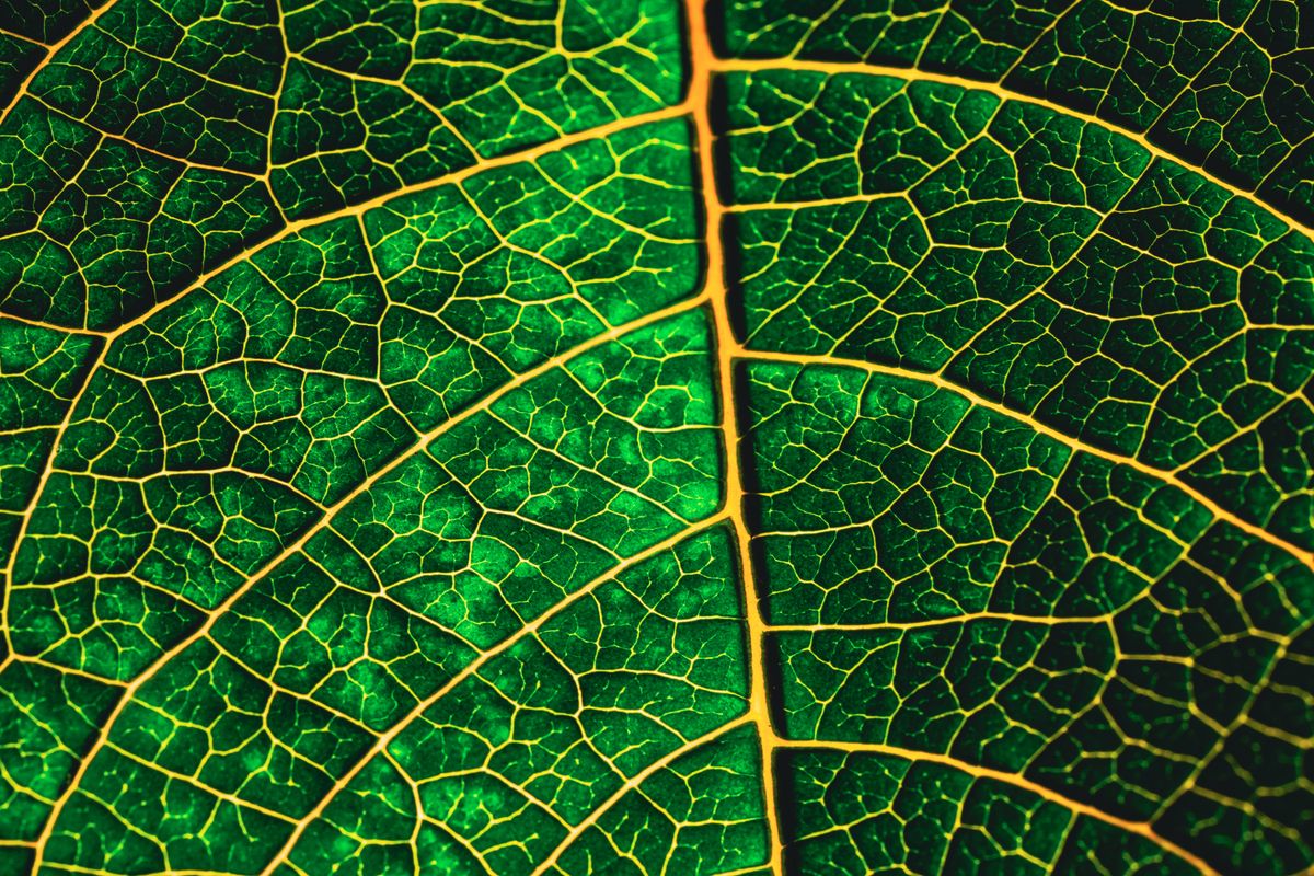 équation photosynthèse - 3. Les grandes étapes du mécanisme de la photosynthèse
