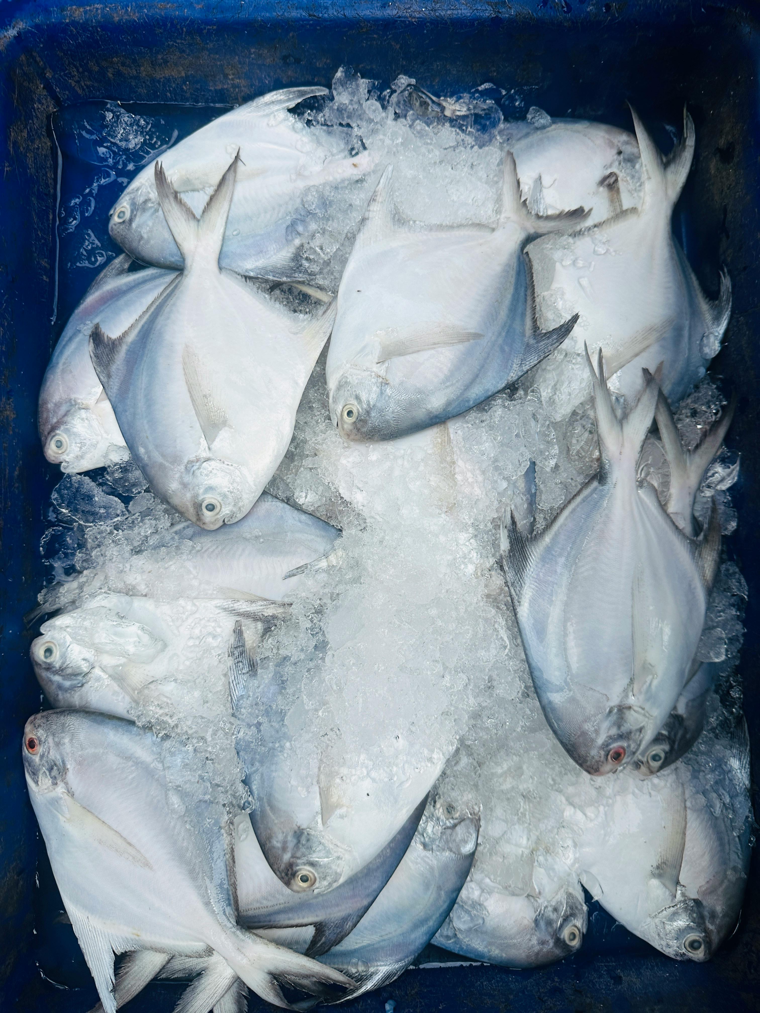 Close-up of fresh pomfret fish on ice in a Bangkok market, ideal for seafood and culinary themes.