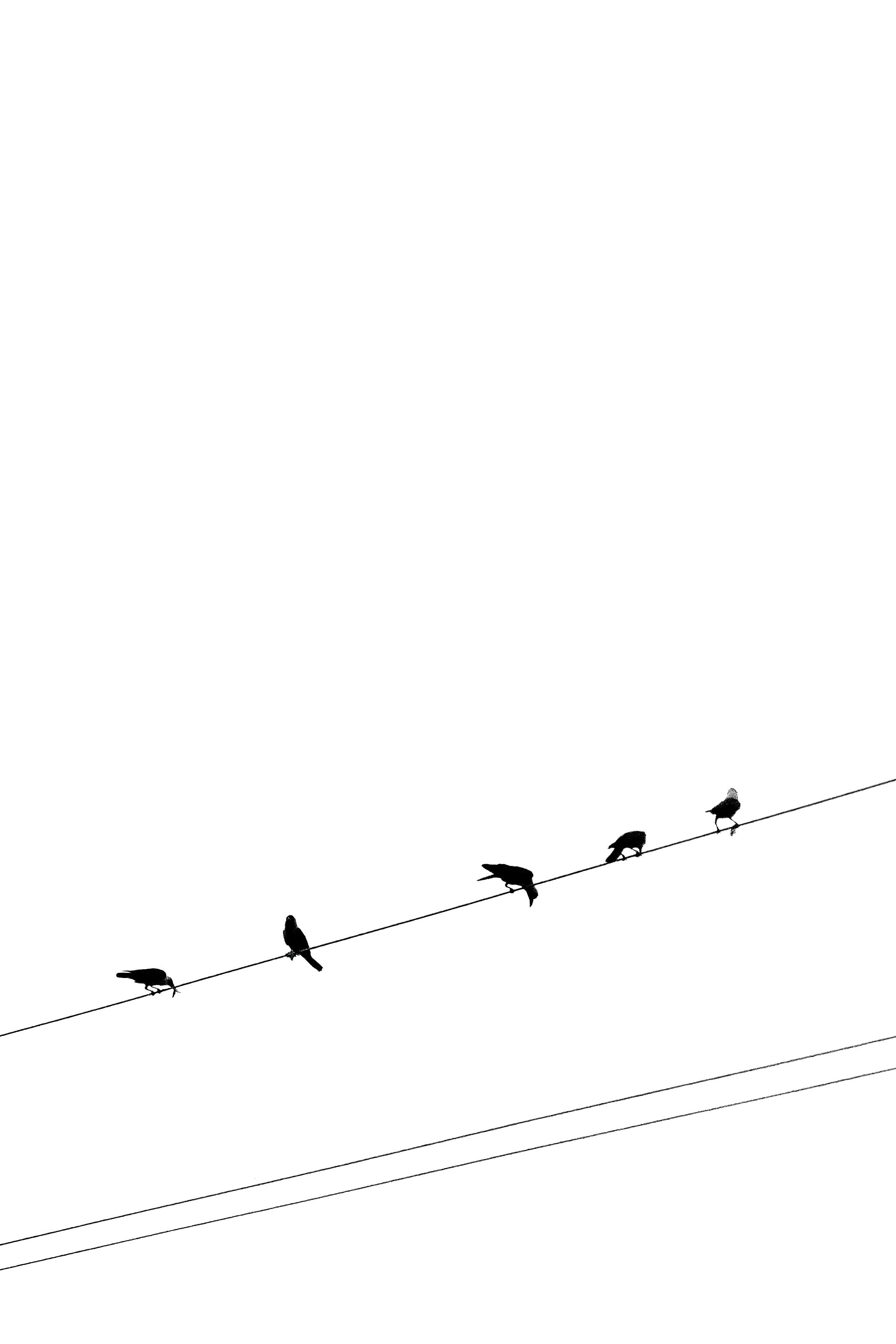 Ücretsiz Minimalist bir tarzda, elektrik hatlarına tünemiş beş kuşun sanatsal silüeti. Stok Fotoğraflar