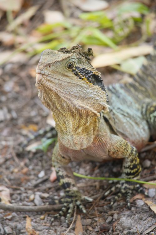 Free Detailed image of an Australian Water Dragon in its natural habitat, showcasing its unique textures. Stock Photo