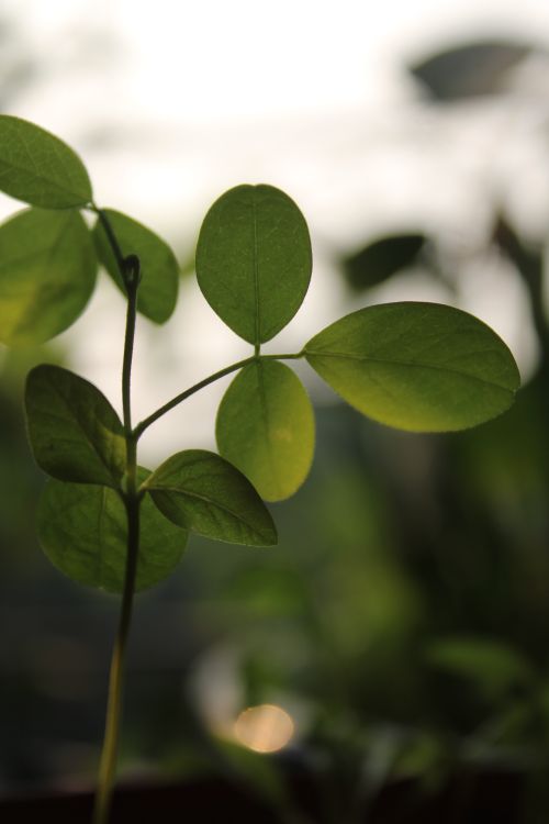 Free Sunlit green leaves in focus, highlighting natural beauty and growth. Stock Photo