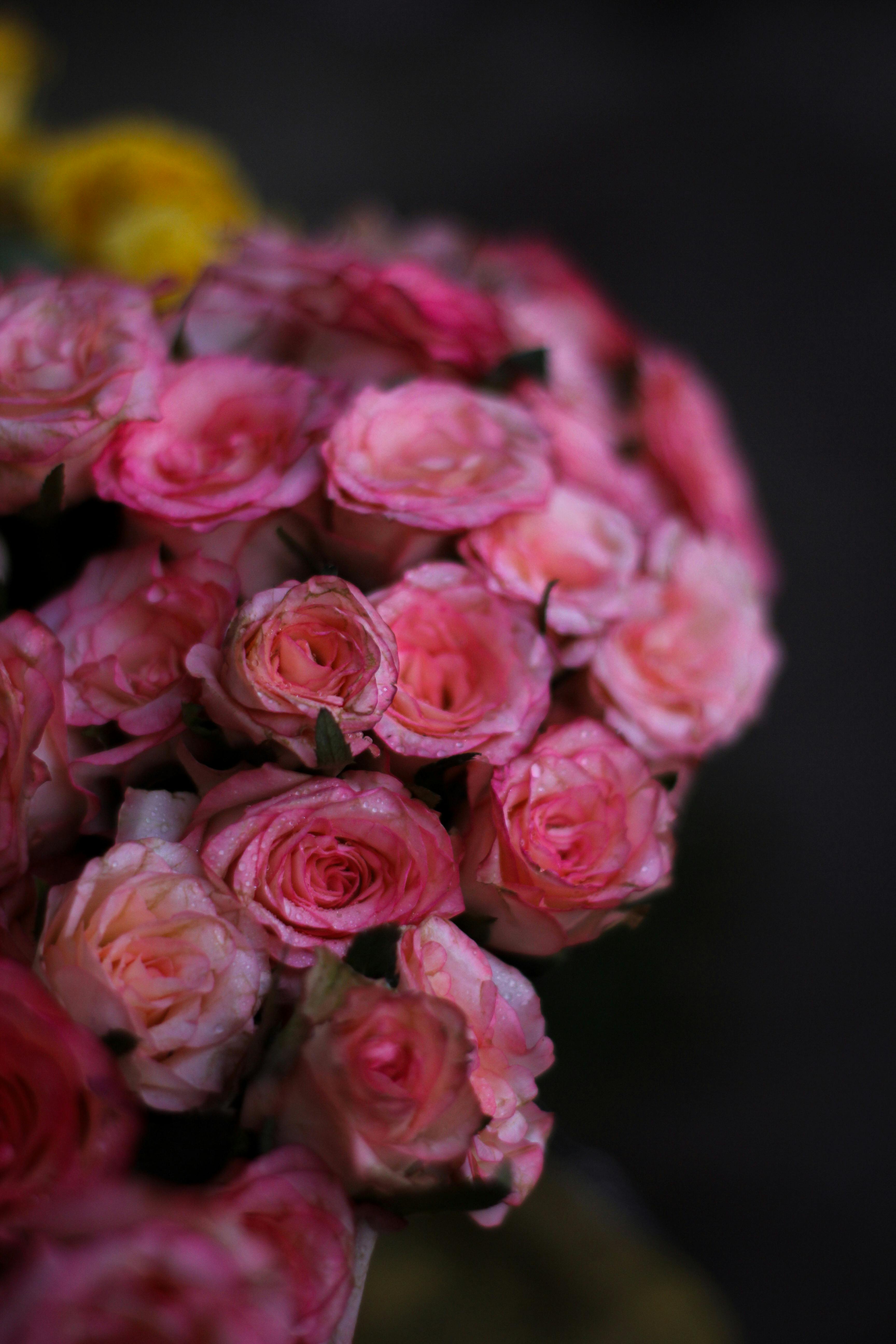 [ColoSach]-a-beautiful-close-up-of-vibrant-pink-roses-in-full-bloom,-showcasing-their-delicate-petals.