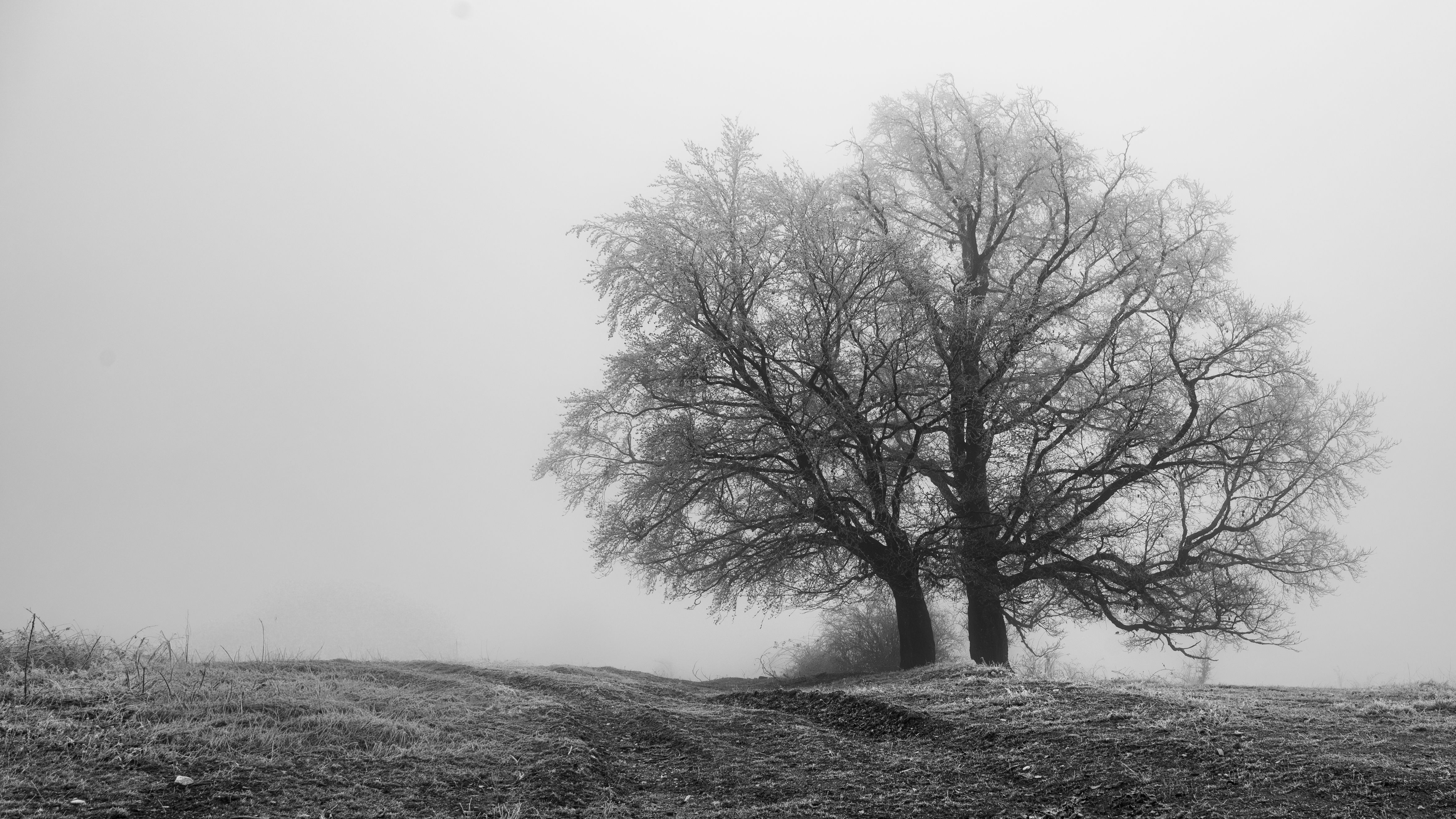 Serene Winter Landscape with Frosty Trees · Free Stock Photo