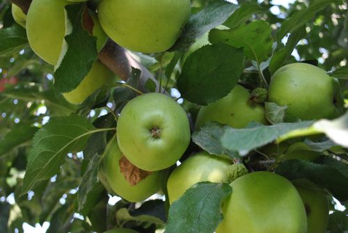 Free Vibrant green apples growing on a branch amidst lush leaves, captured outdoors. Stock Photo