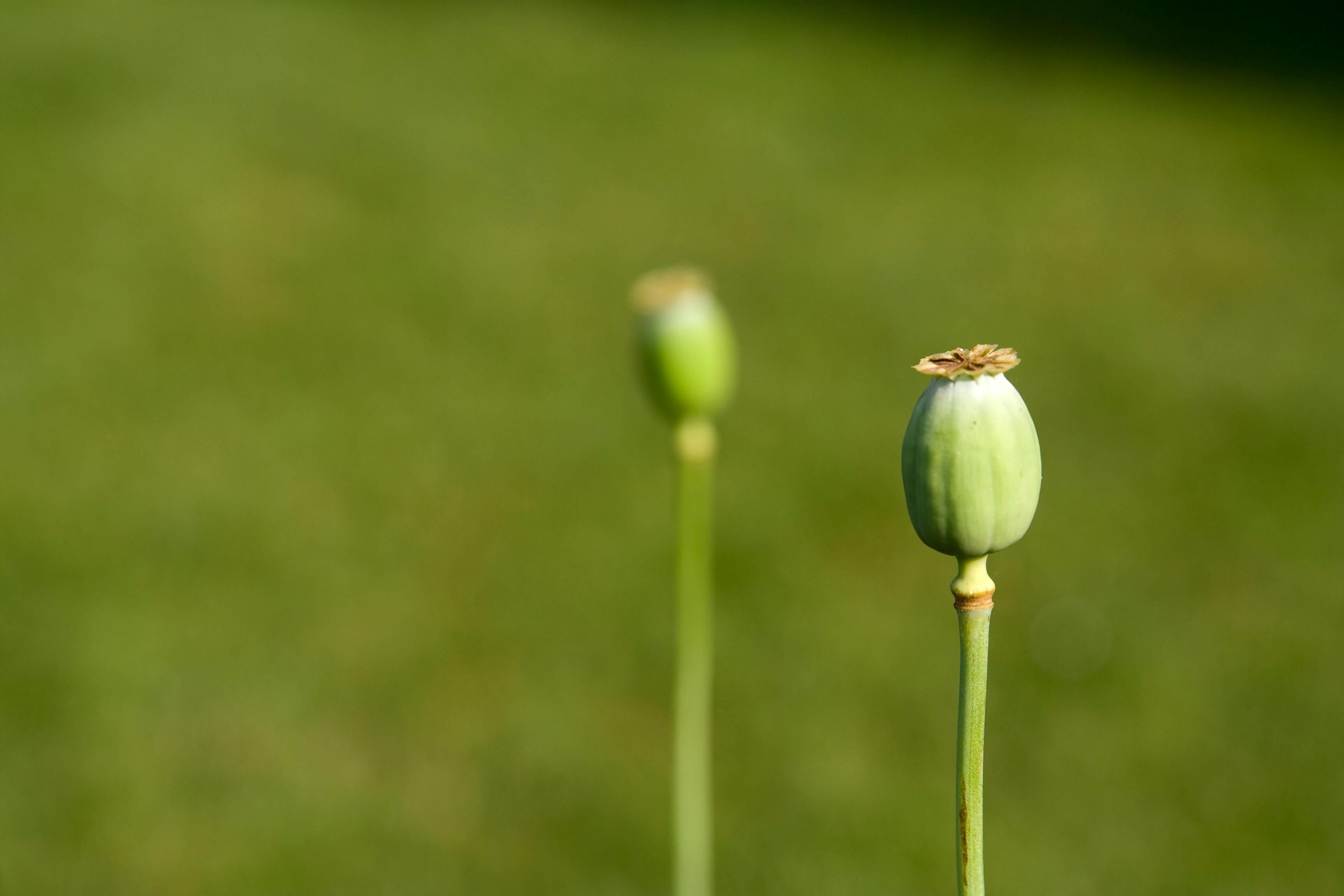 Close-up of a poppy seed pod with blurred green background, showcasing nature's beauty.