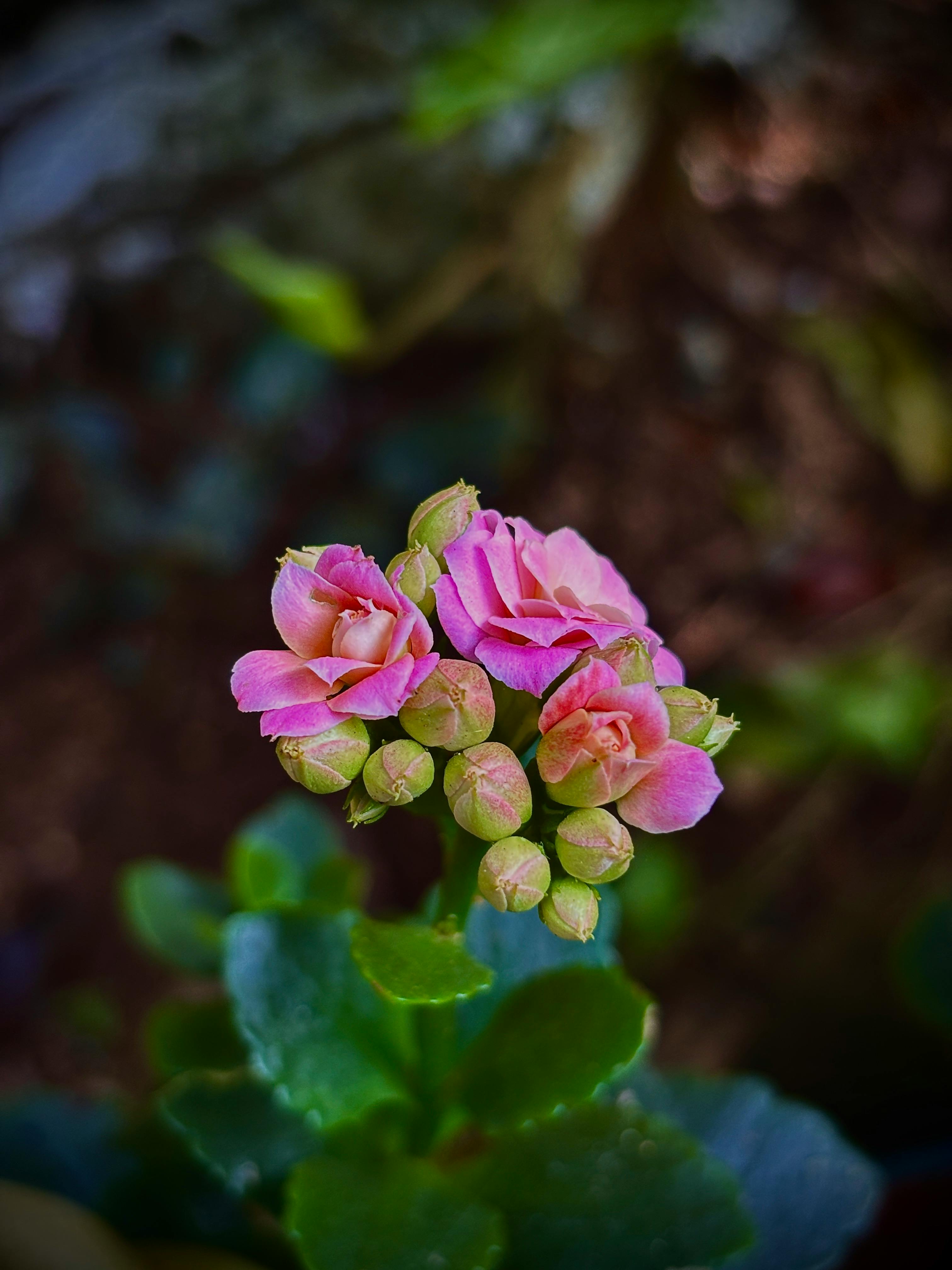 [ColoSach]-vibrant-pink-kalanchoe-flowers-in-bloom-with-a-dark,-blurred-background,-highlighting-their-delicate-beauty.