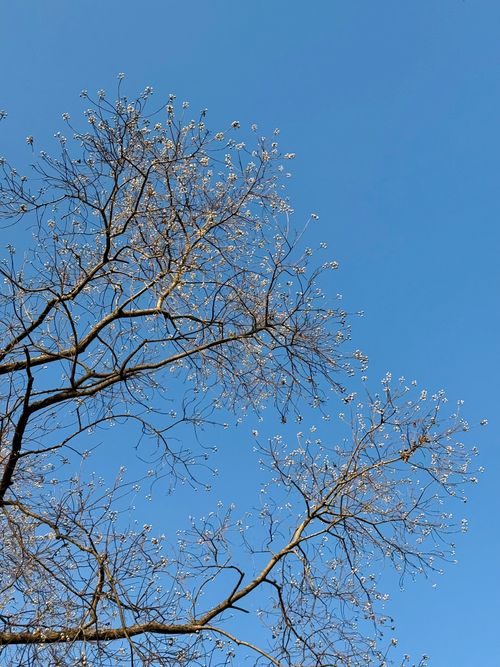 Free Elegant leafless branches reach into a clear blue sky, creating a serene winter scene. Stock Photo