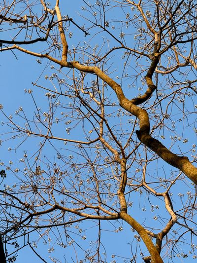 Bare tree branches against a clear sky — photo by Anderson Wei on Pexels