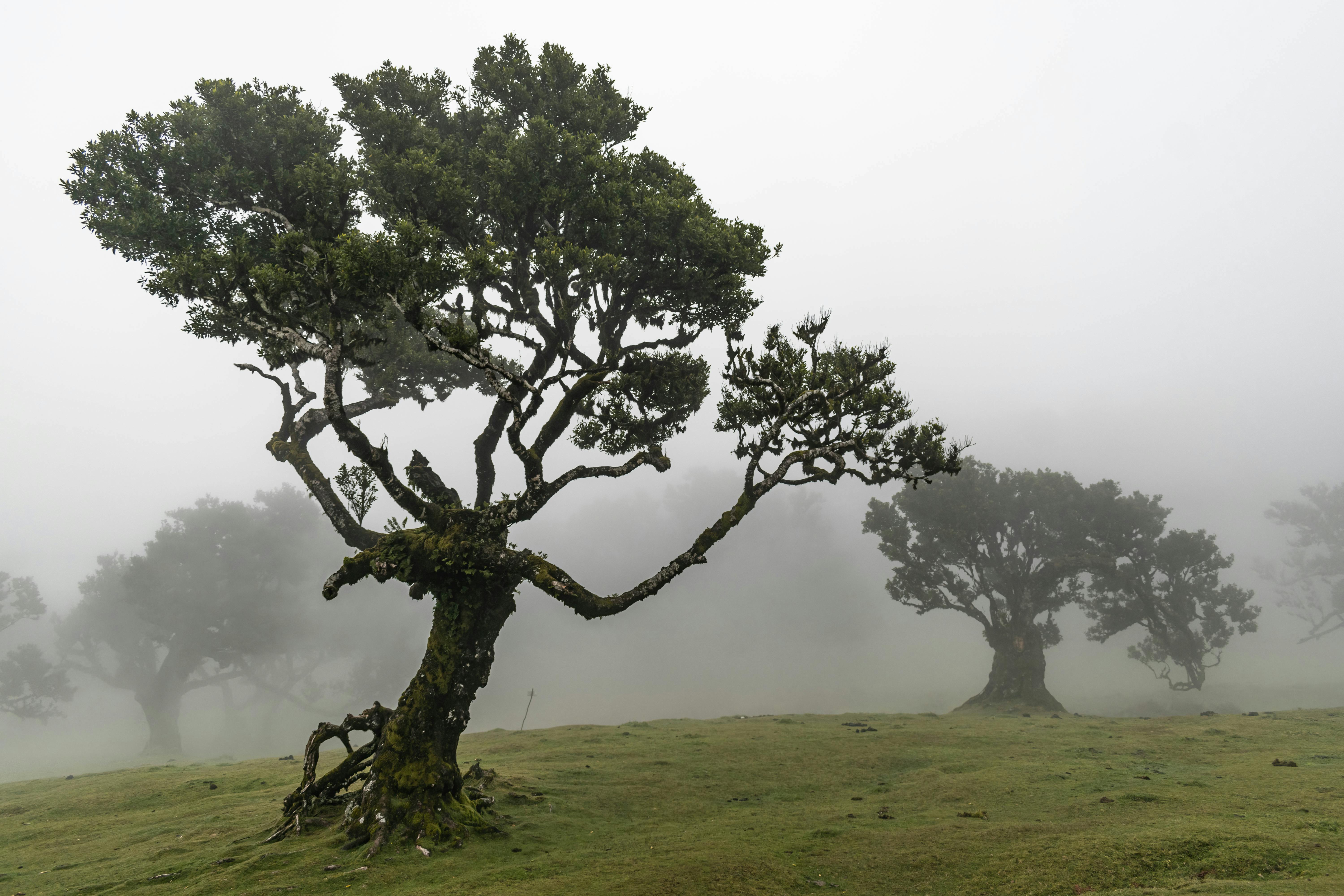 Airport transfers in Madeira