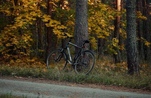 Free A bicycle rests against a tree in a serene autumnal forest scene, highlighted by golden leaves. Stock Photo