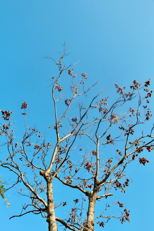 Free A view of bare tree branches against a bright blue sky, symbolizing winter. Stock Photo