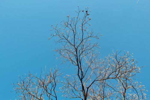 Free Sparse tree branches reach into a vibrant blue sky, capturing a minimalist nature scene. Stock Photo