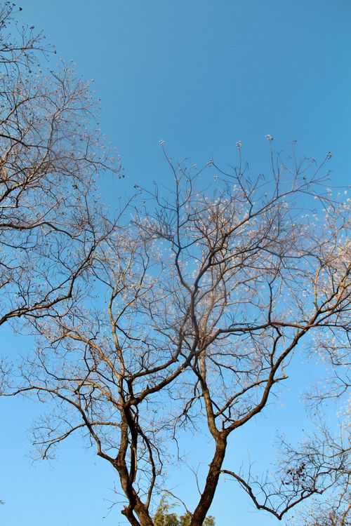 Free Beautiful leafless trees silhouetted against a vibrant blue sky in a serene natural setting. Stock Photo