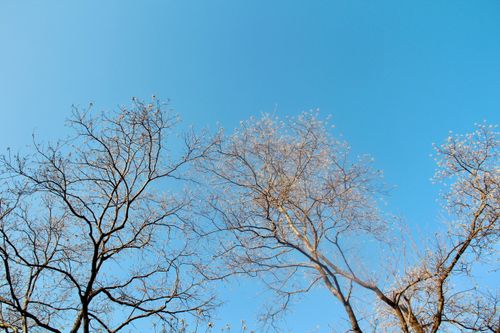 Free Bare tree branches reaching towards a clear winter sky, evoking a sense of tranquility. Stock Photo