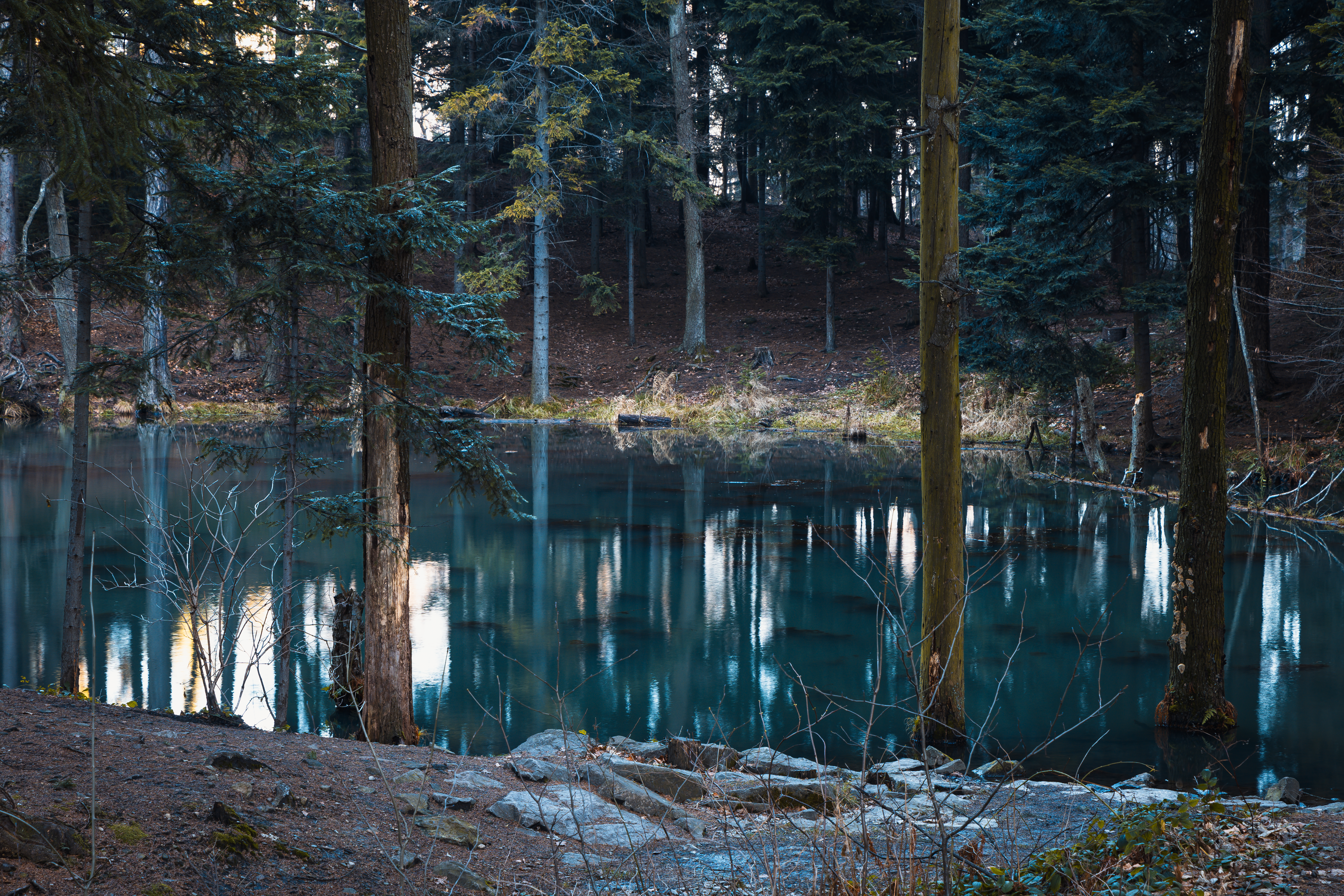Serene Forest Lake with Reflective Waters · Free Stock Photo