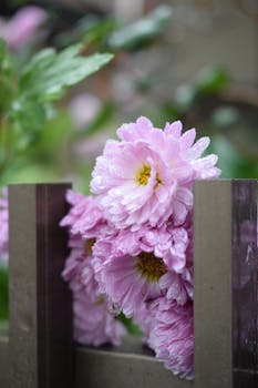 Captivating pink chrysanthemums adorned with dew droplets after a refreshing rain in Chiba, Japan.