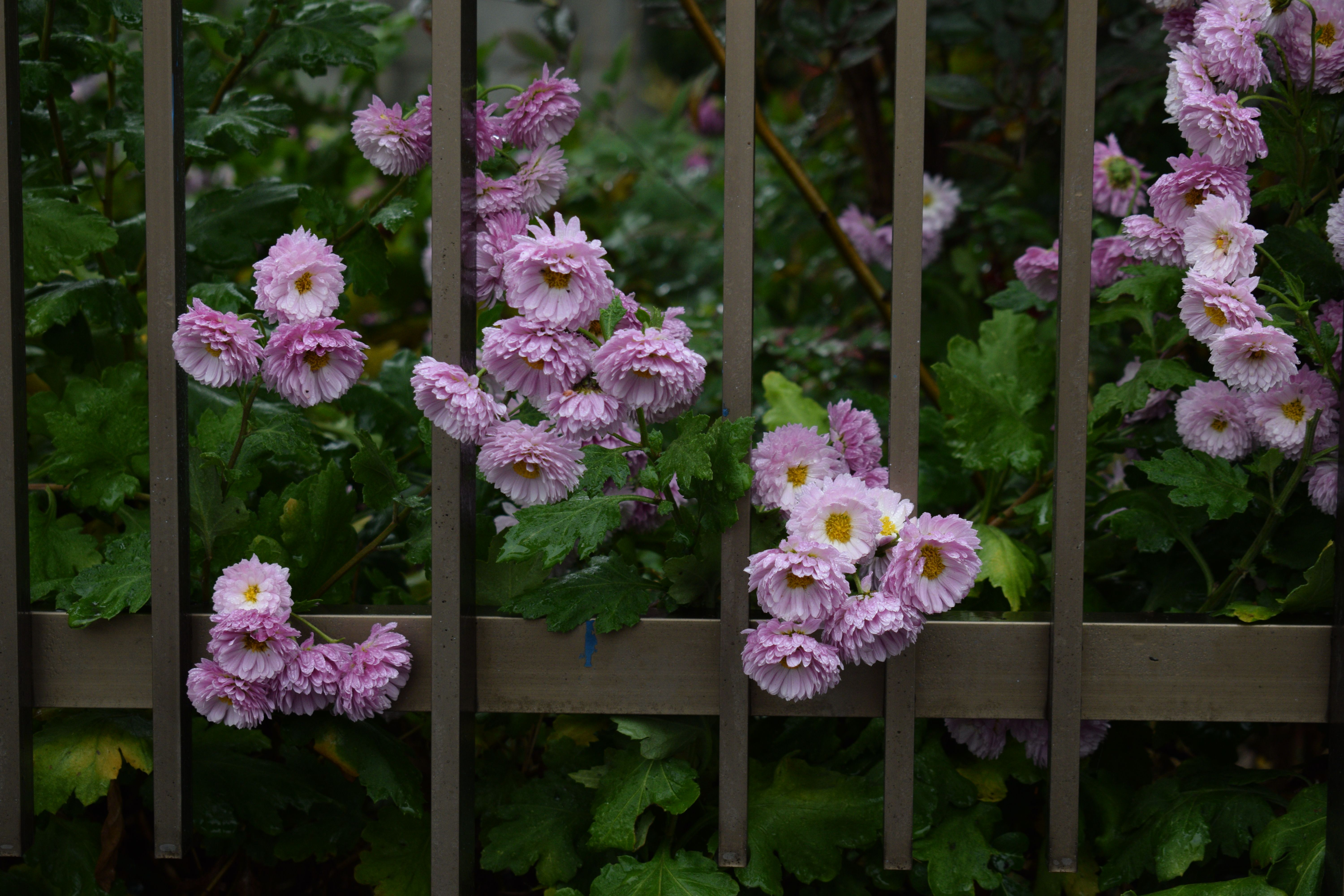 [ColoSach]-pink-chrysanthemums-with-dew-on-leaves-behind-a-metal-fence-in-chiba,-japan.