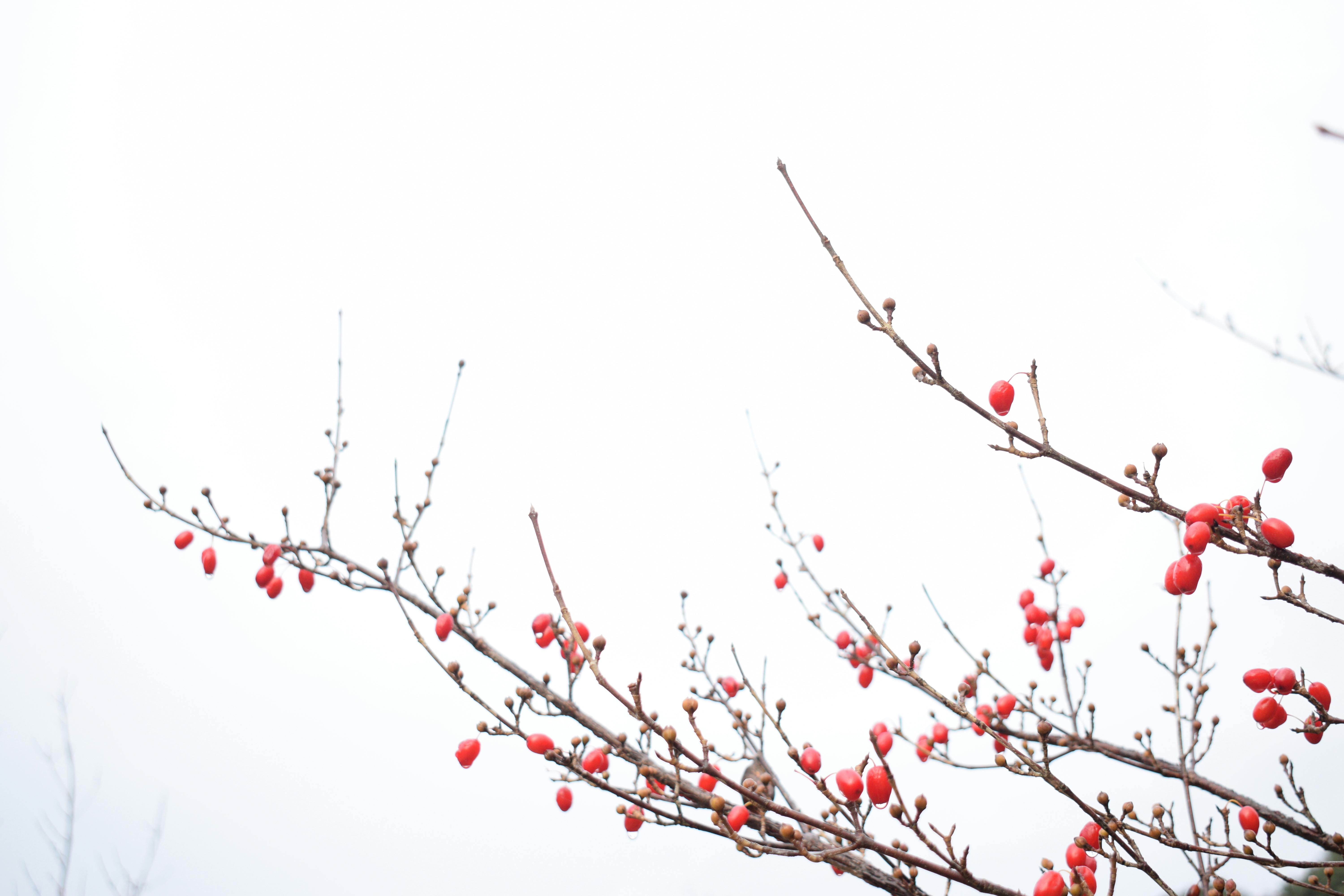 De franc Baies vermelles a les branques nues de Chiba, Japó, contrasten amb el cel ennuvolat. Foto d'estoc