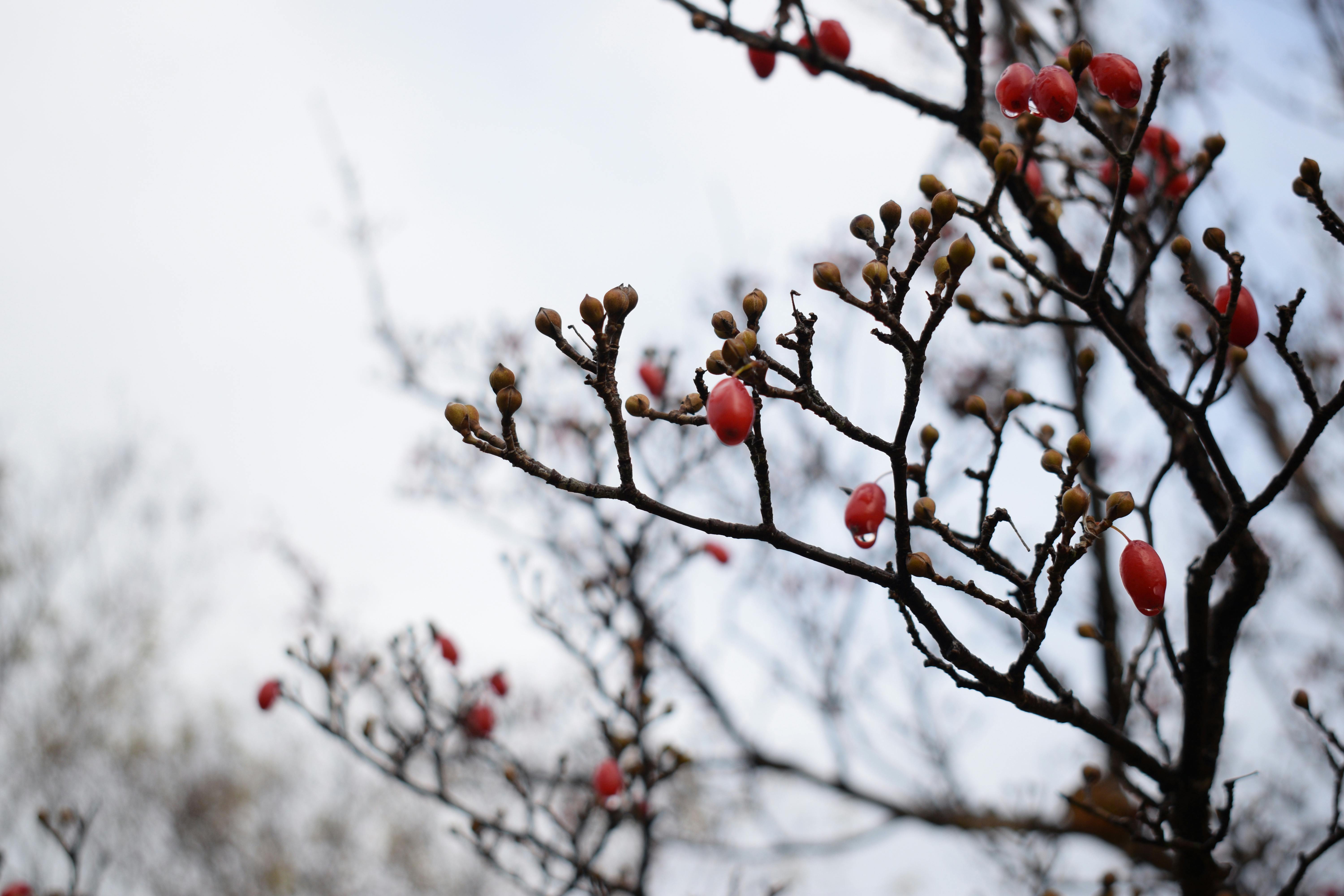 Introduction and Context: Ozempic and Strategic Movement in Clinical Practice