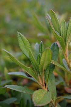 Detailed view of vibrant green azalea leaves after rain in Chiba, Japan. Perfect for nature themes.