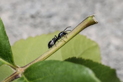 Detailed macro shot of a black ant crawling on a green leaf stem with a blurred background.