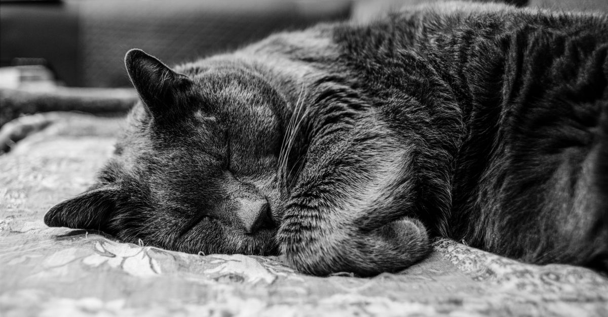 Transforming Sleep Health: A New Frontier in Preventive Care