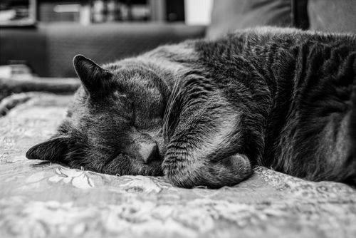 Free A serene black and white image of a cat sleeping on a cozy couch indoors. Stock Photo