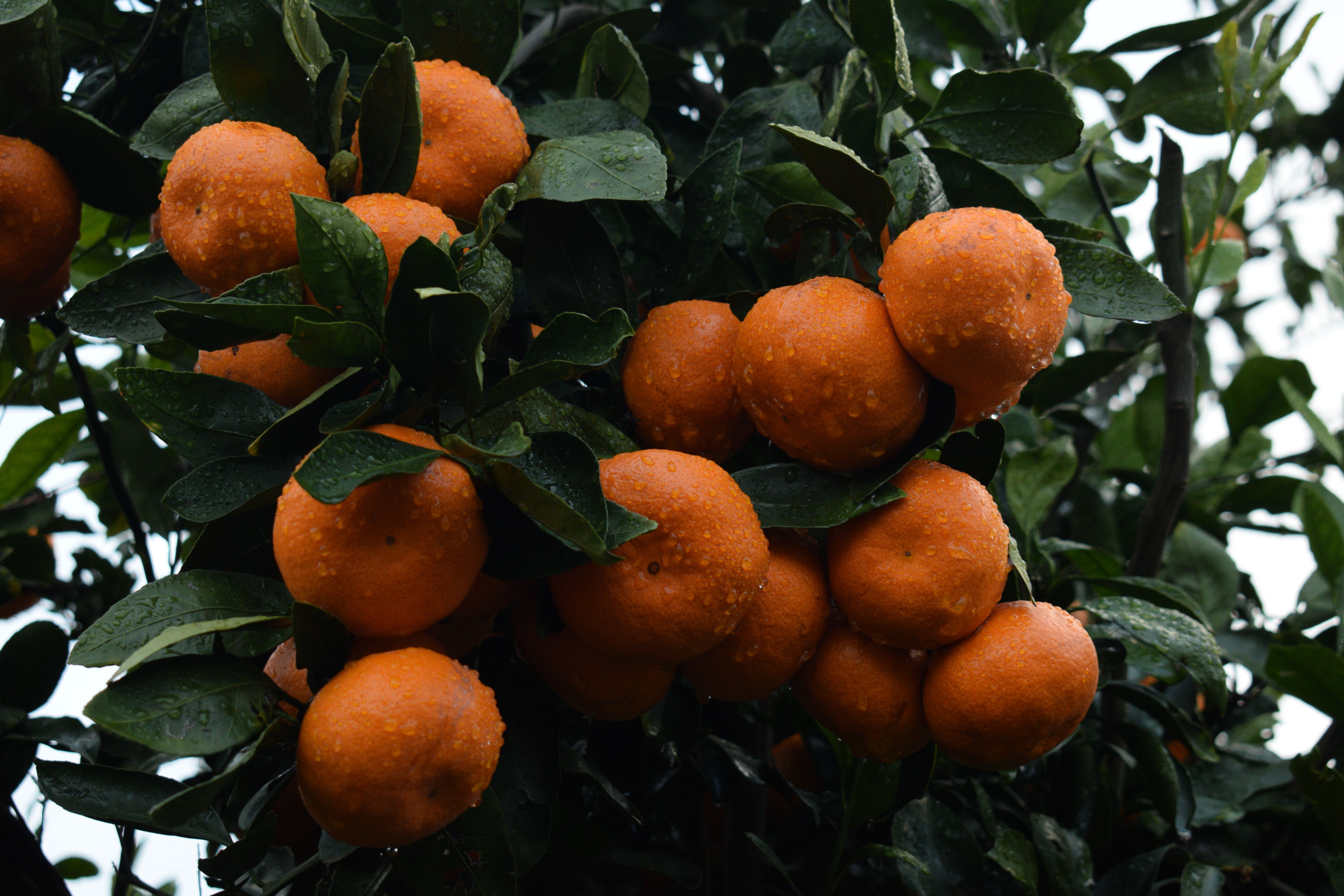 Rain-kissed Mandarin Oranges on Tree Branches · Free Stock Photo