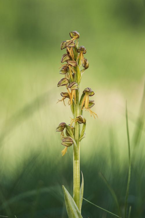 Free Macro shot of a rare orchid in full bloom against a soft-focus green background. Stock Photo